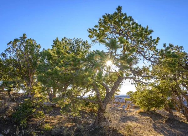 Sluneční Hvězda Slunce Svítí Přes Jehličí Pinyon Pine Pion Pines — Stock fotografie