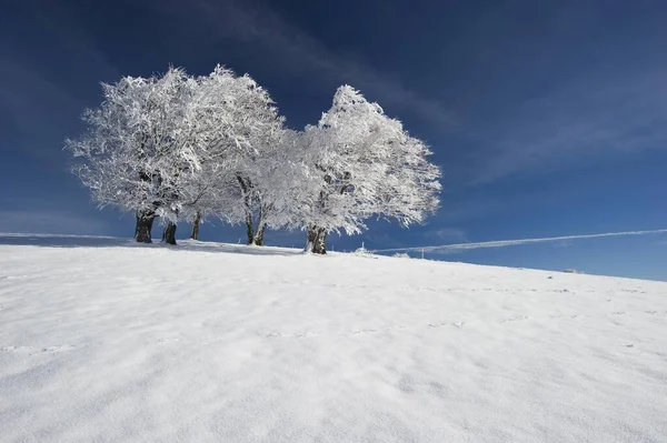 Karlı Kayın Ağaçları Freiburg Breisgau Yakınlarındaki Schauinsland Almanya Avrupa — Stok fotoğraf