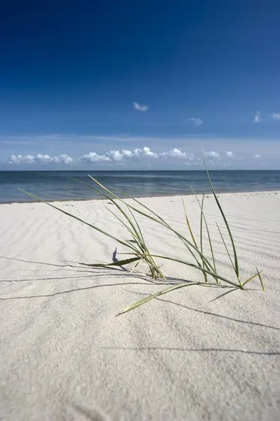 Praia Branca Com Grama Marram Perto Kampen Sylt Ilha — Fotografia de Stock