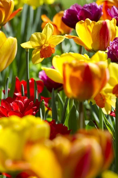 Blühende Bunte Tulpen Tulipa Deutschland Europa — Stockfoto