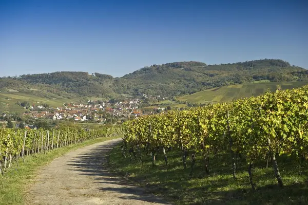 Vignobles Colorés Automnaux Montagnes Forêt Noire Allemagne Europe — Photo