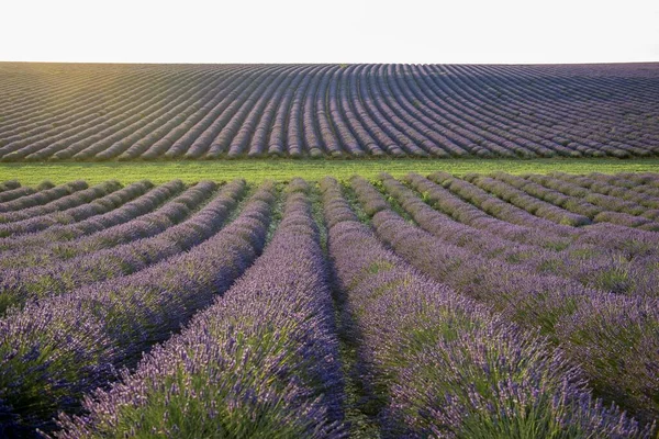 Beautiful Lavender Fields Background View — Stock Photo, Image