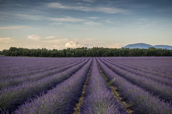Lavender Fields Beautiful View — Stock Photo, Image