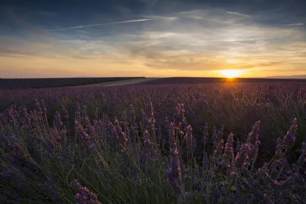 Lavendelfält Vacker Utsikt Vid Solnedgången — Stockfoto