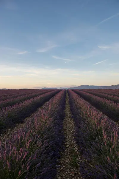 Lavender Fields Beautiful View — Stock Photo, Image
