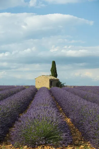 Kleines Haus Mit Zypresse Einem Lavendelfeld Plateau Valensole Valensole Provence — Stockfoto