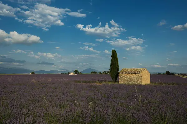 Small House Cypress Lavender Field Plateau Valensole Valensole Provence Provence — Stock Photo, Image