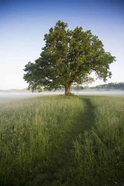 Morning Atmosphere Mozart Oak Seeon Chiemgau Upper Bavaria Bavaria Germany — Stock Photo, Image