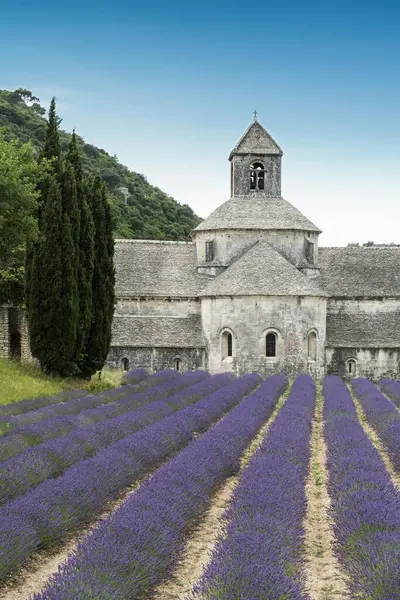 Gordes Vaucluse Provence Provence Alpes Cte Azur Fransa Avrupa Lavanta — Stok fotoğraf