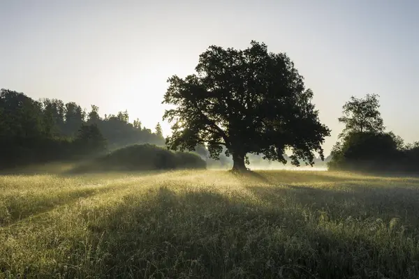 Morning Atmosphere Mozart Oak Seeon Chiemgau Upper Bavaria Bavaria Germany — Stock Photo, Image