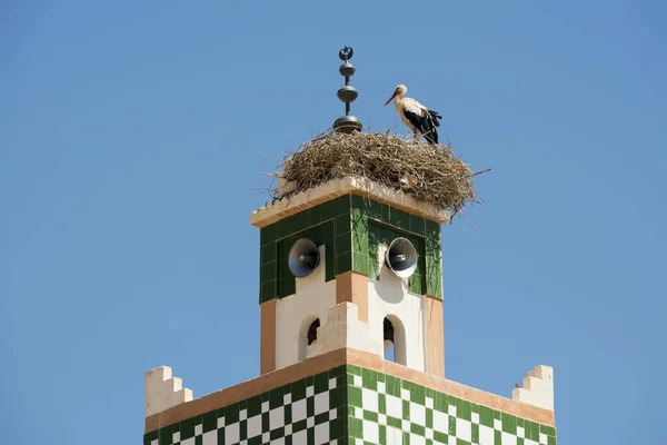 White Stork Ciconia Ciconia Minaret Ait Ben Haddou World Heritage — Stock Photo, Image