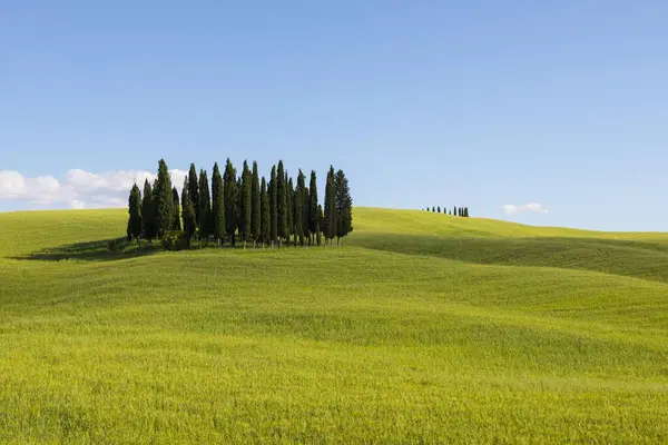 Cypress Trees Cornfield San Quirico Orcia Val Orcia Tuscany Italy — стоковое фото