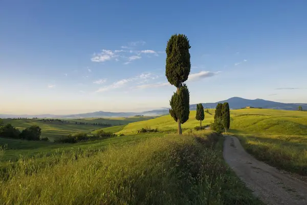 Pienza Val Orcia Siena Toskana Talya Avrupa Yakınlarındaki Toprak Yollu — Stok fotoğraf