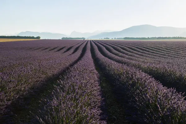 Blooming Lavender Field Lavandula Angustifolia Plateau Valensole Valensole Provence Alpes — Stock Photo, Image