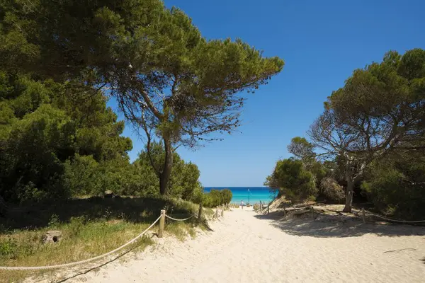 Pine Forest Cala Guy Cala Ratjada Majorca Balearics Spain Europe — Stock Photo, Image