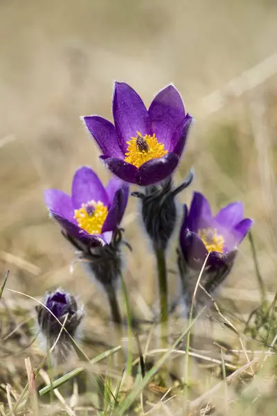 Pasque Çiçeği Pulsatilla Vulgaris Doğa Koruma Alanı Badberg — Stok fotoğraf