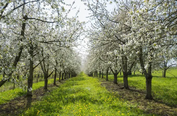 Cherry Blossom Fruit Plantation Obereggenen Markgrflerland Black Forest Baden Wrttemberg — Stock Photo, Image