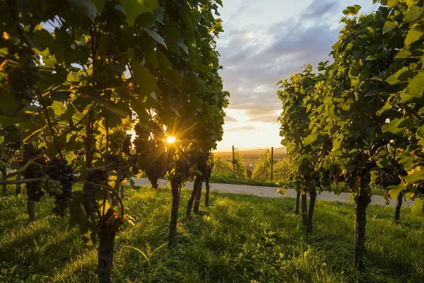 Solar reflex, vineyard with red grapes, Kaiserstuhl, Baden-Wrttemberg, Germany, Europe
