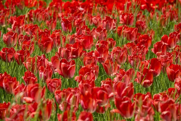 Florecientes Prados Tulipanes Primavera Mainau Island — Foto de Stock