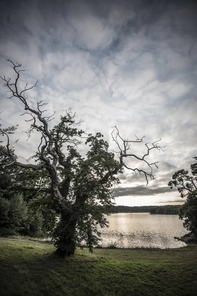 Old Chestnut Castanea Sativa Sunset Fjord Lorient Brittany France Europe — Stock Photo, Image