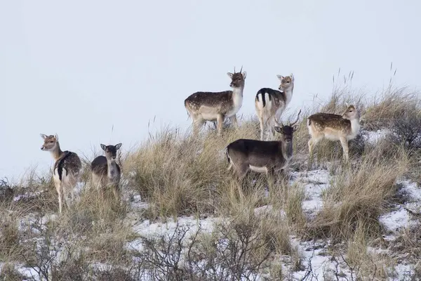 Fallow Deer Dama Dama Herd Stands Dune North Holland Netherlands — Stock Photo, Image