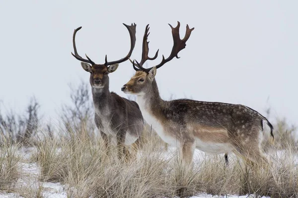 Fallow Deer Dama Dama Snow North Holland Netherlands — Stock Photo, Image