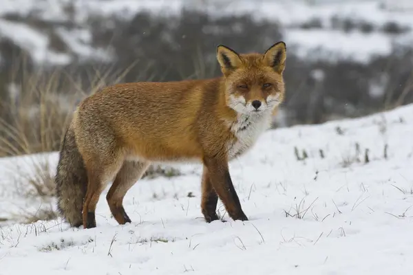 荷兰北荷兰 雪地里的红狐 — 图库照片
