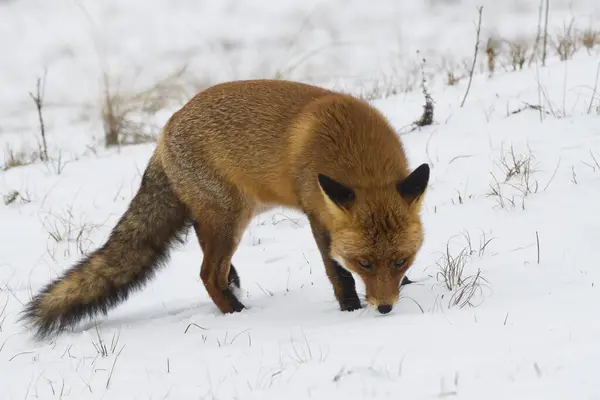 Red Fox Vulpes Vulpes Sniffing Snow North Holland Netherlands — Stock Photo, Image