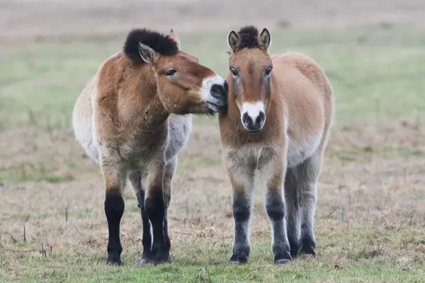 Przewalski Horses Equus Ferus Przewalskii Get Whiff Each Other Emsland — Stock Photo, Image