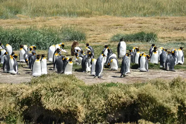 King Penguins Aptenodytes Patagonicus Colony Bahia Inutil Chile South America — Stock Photo, Image