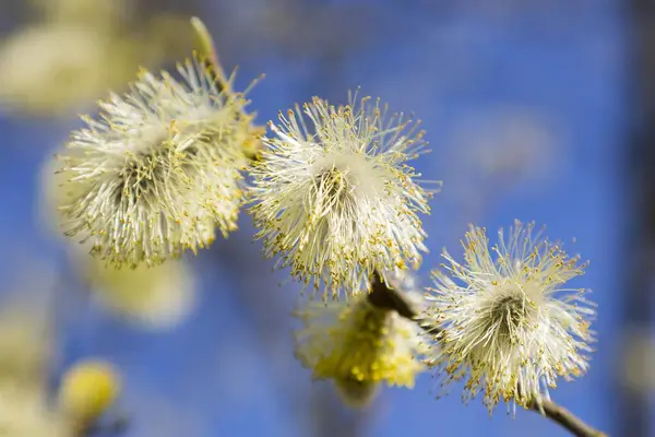 Blühende Ziegenweide Salix Caprea Mit Männlichen Blüten Weidenkätzchen Sachsen Deutschland — Stockfoto