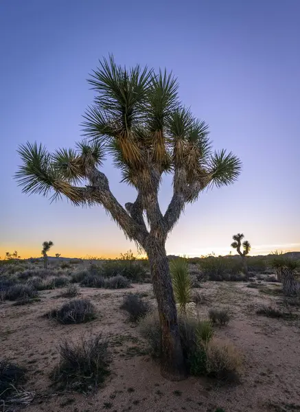 Woestijnlandschap Joshua Tree Yucca Brevifolia Bij Zonsondergang White Tank Campground — Stockfoto