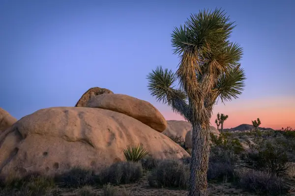 Desert Landscape, Joshua Trees (Yucca brevifolia) and Sunset Bouldering, Huge Granite Rocks, Rock Formations, White Tank Campground, Joshua Tree National Park, Desert Center, California, USA, North America