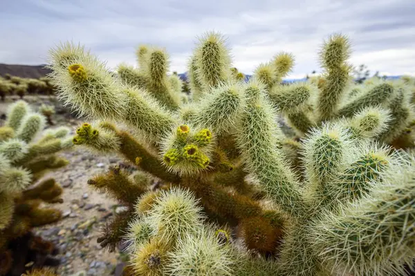 Spiny Teddy Bear Cholla Cylindropuntia Bigelovii Yellow Flowering Cholla Cactus — Stock Photo, Image