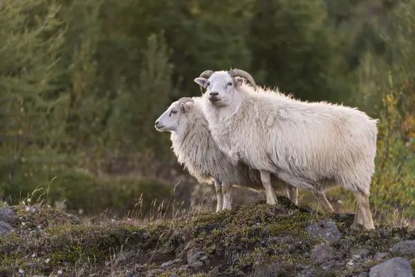 克拉弗拉火山区两头羊 的景观 — 图库照片