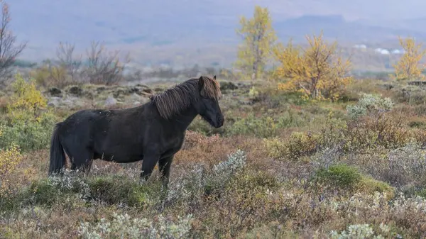 アイスランドの馬 エクスアイランド語 Equus Islandicus カフラの秋の風景 火山地帯に立っています — ストック写真