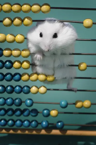 Winter White Dwarf Hamster Close View Abacus — Stock Photo, Image