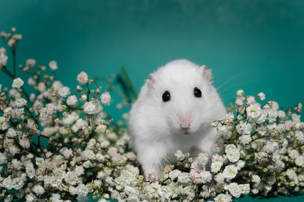 Winter White Dwarf Hamster White Sits Veil Herb — Stock Photo, Image