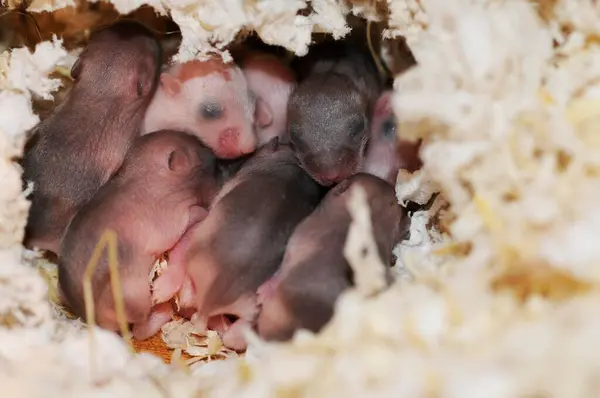 Djungarian Hamsters Phodopus Sungorus Naked Animal Babies Days Nest — Stock Photo, Image