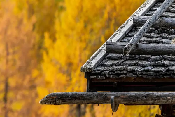 Mountain Hut Shingle Roof Autumnal Larches Larix Decidua Back Vals — Stock Photo, Image