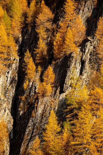 Autumn Mountain Larch Forest Larix Decidua Vals Valstal South Tyrol — Stock Photo, Image
