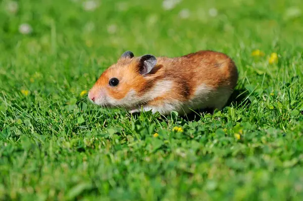 Golden Hamster Mesocricetus Auratus Runs Wiese Austria Europe — Stock Photo, Image