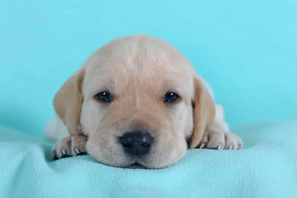 Labrador Retriever Amarelo Filhote Cachorro Semanas Dormindo Cobertor Turquesa — Fotografia de Stock