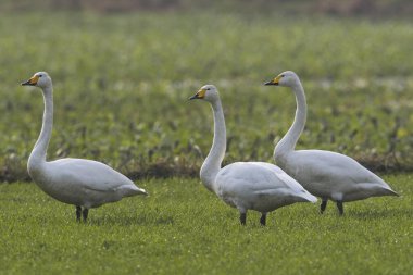 Whooper swans (Cygnus cygnus) in Germany, Europe clipart