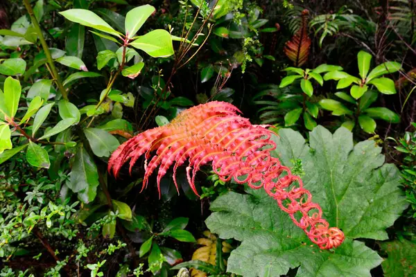 Красный Папоротник Tracheophyta Умеренные Тропические Леса Чили Южная Америка — стоковое фото