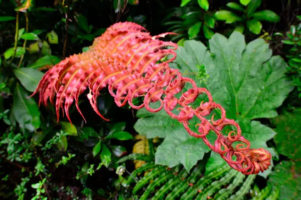 Красный Папоротник Tracheophyta Умеренные Тропические Леса Чили Южная Америка — стоковое фото