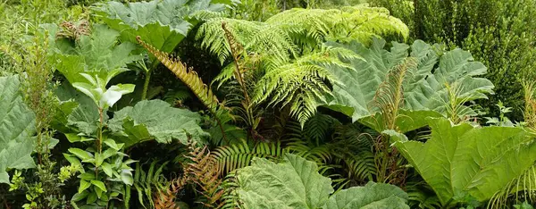 Feathered Leaves Fern Tracheophyta Temperate Rainforest South America — Stock Photo, Image