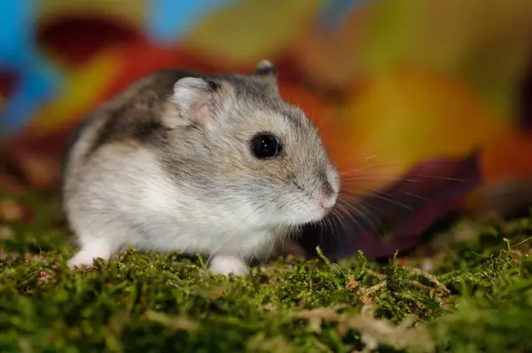 Djungarian Hamster Phodopus Sungorus Agouti Sits Moss — Stock Photo, Image
