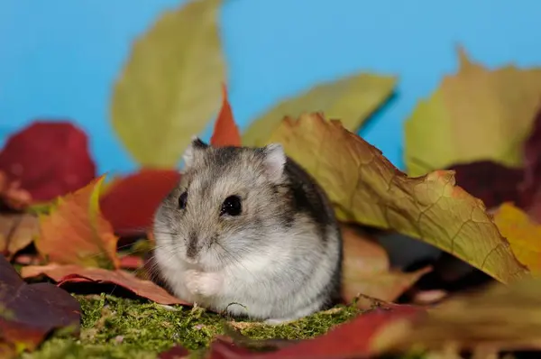 Dsungarian Dwarf Hamster Agouti Sitting Moss Autumn Leaves — Stock Photo, Image