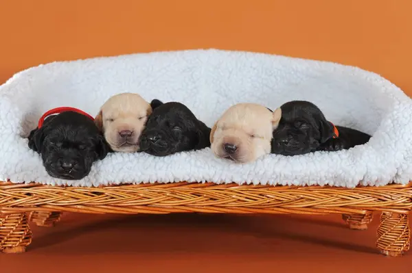 Labrador Retriever Geel Zwart Pups Dagen Slapen Zij Aan Zij — Stockfoto